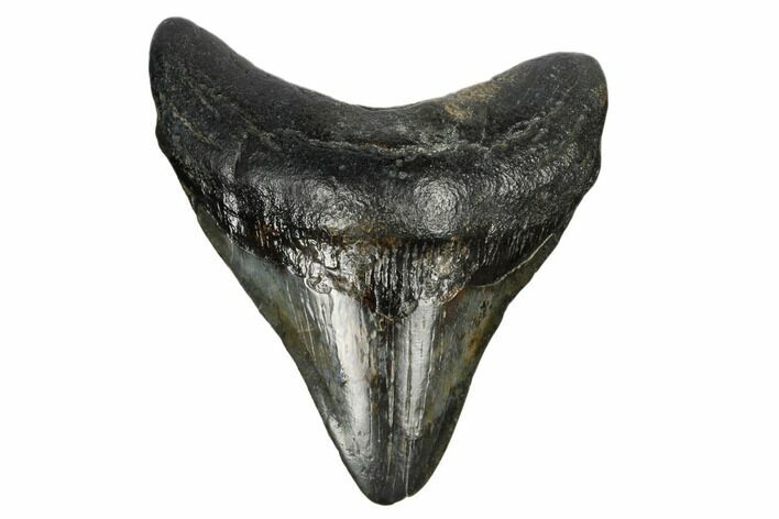 Fossil Megalodon Tooth - South Carolina #168138